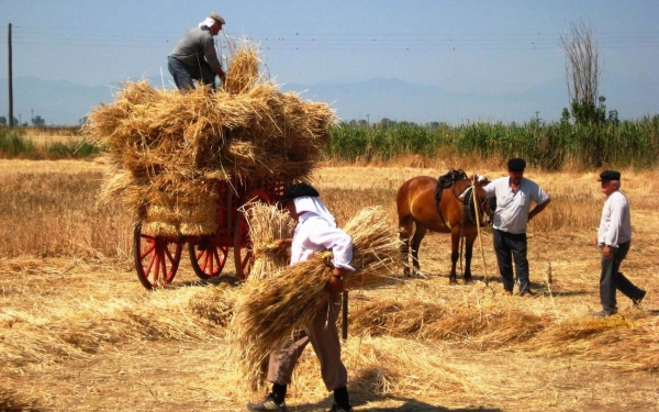 Ο Θερισμός και το αλώνισμα το 1960