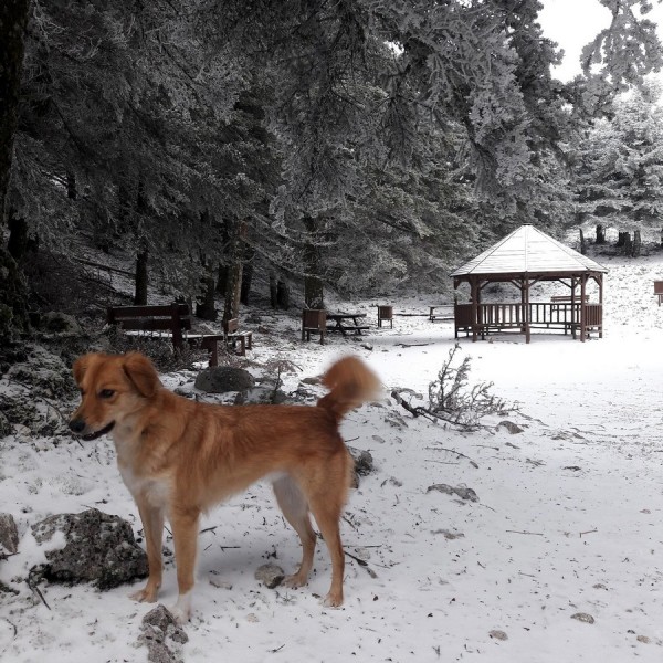 Ο Αίνος "ντύθηκε" στα λευκά... του χιονιά (εικόνες)