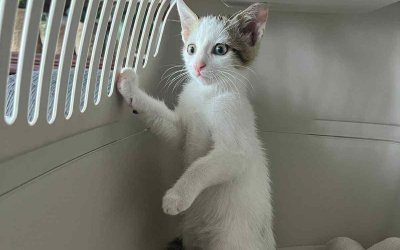 Γατάκι 2 μηνών, αναζητά ασφαλές και μόνιμο σπίτι