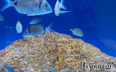 Eνυδρείο Ληξουρίου "ώρα μηδέν"!