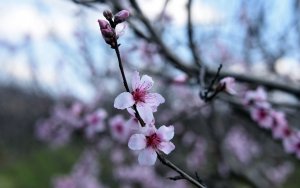 Εαρινή ισημερία: Και επισήμως άνοιξη!