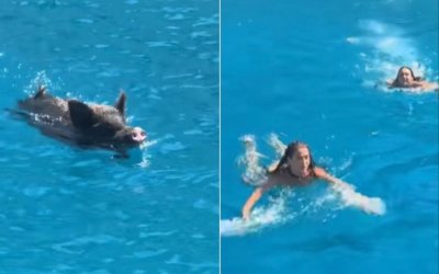 Ιθάκη: Αγριογούρουνο πήρε στο κυνήγι δύο τουρίστριες μέσα στη θάλασσα - Δείτε βίντεο