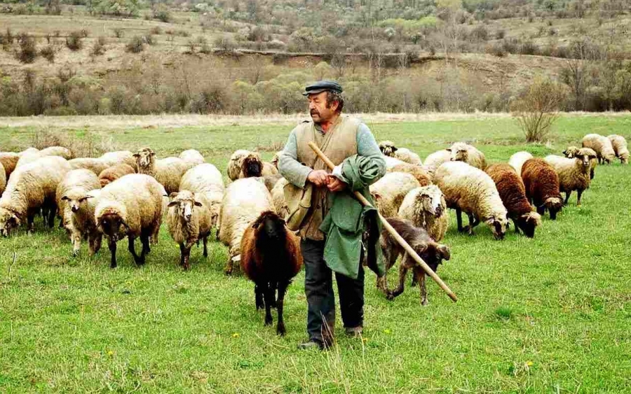 Ε.Α.Σ.: Άλυτο το θέμα των ντόπιων βοσκοτόπων