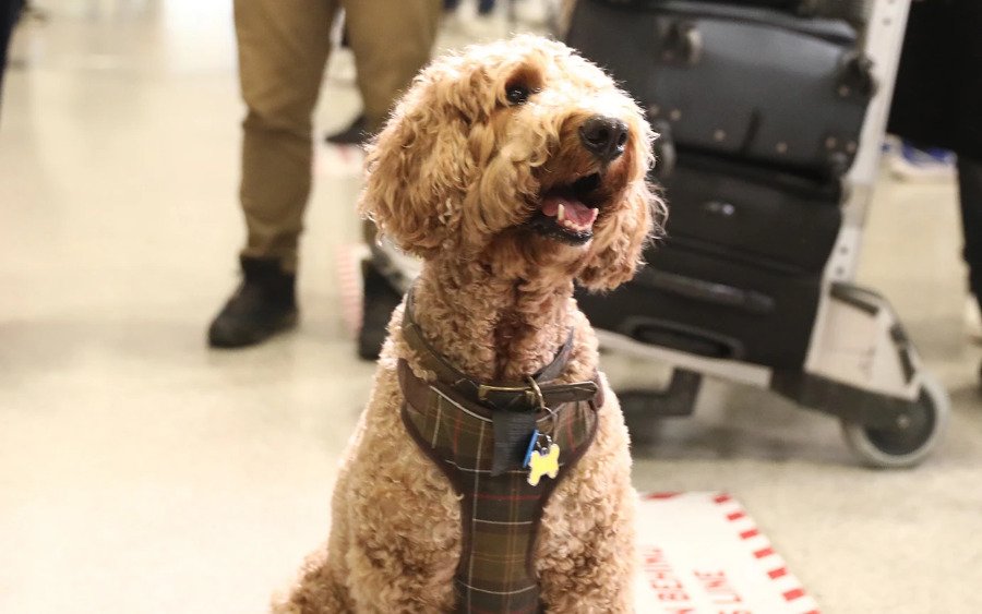 «Τα ζώα μας δεν είναι αποσκευές»: Έφτασε η πρώτη πτήση επαναπατρισμού ζώων συντροφιάς από το Άμπου Ντάμπι