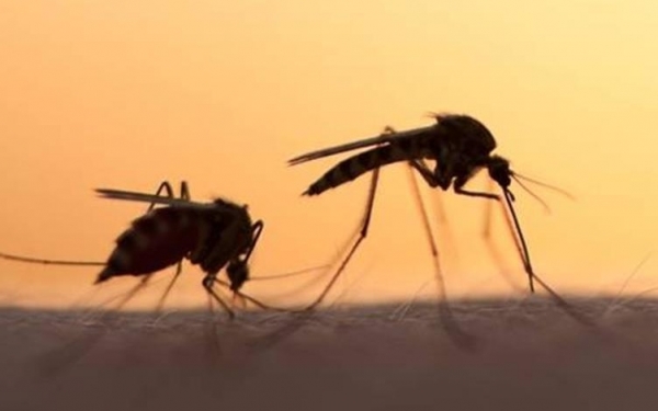 Δύο θάνατοι από τον ιό του Δυτικού Νείλου στην Αττική