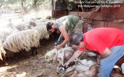 Εδώ κάνουμε μια στάση- Μακριώτικα Πυλάρου- για τον κούρο στου Κώστα του Κουγιανού το μαντρί