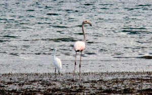 Φλαμίνγκο στο Ληξούρι: Ένα όμορφο θέαμα!