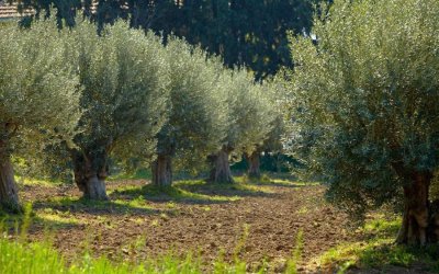 Ξεκινάει ο Γ' Δολωματικός ψεκασμός Δακοκτονίας - Δείτε τις περιοχές