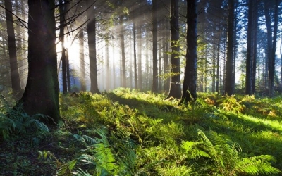 18 λόγοι που τα δάση είναι ανεκτίμητα!
