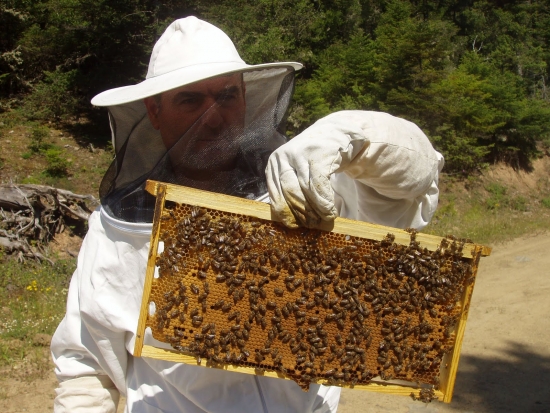 Ενημέρωση προς Μελισσοκόμους