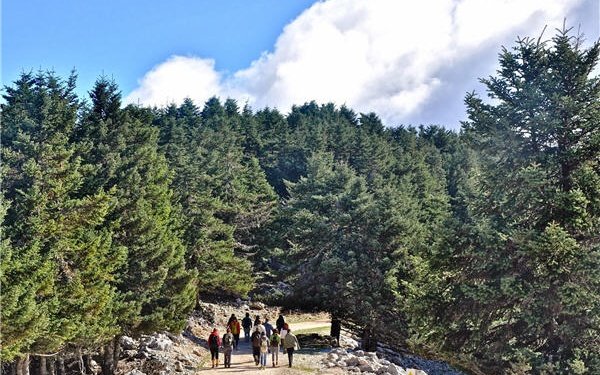 Ημερίδα "Η καταγραφή των Μνημειακών Δέντρων και οι εκπαιδευτικές δράσεις του Φορέα Διαχείρισης Εθνικού Δρυμού Αίνου"