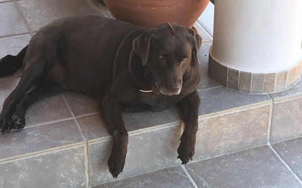 Βρέθηκε η Μερέντα!