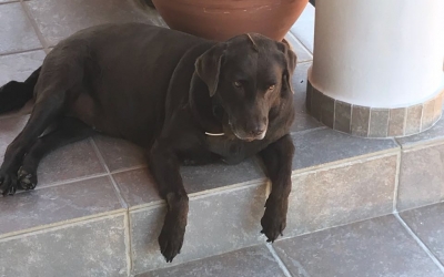 Βρέθηκε η Μερέντα!