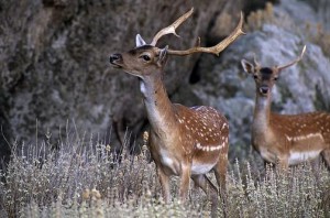 Ρόδος: Μανιακός σκοπευτής έχει σκοτώσει 24 ελάφια