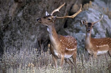 Ρόδος: Μανιακός σκοπευτής έχει σκοτώσει 24 ελάφια