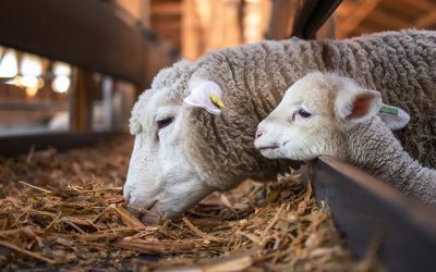 Ευλογιά Αιγοπροβάτων: Οδηγίες για τη διακίνηση ζωοτροφών στην Κεφαλονιά