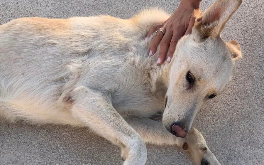 Πολύ φιλικό σκυλάκι περιφέρεται στο ΚΤΕΟ - Τον ψάχνει κανεις;