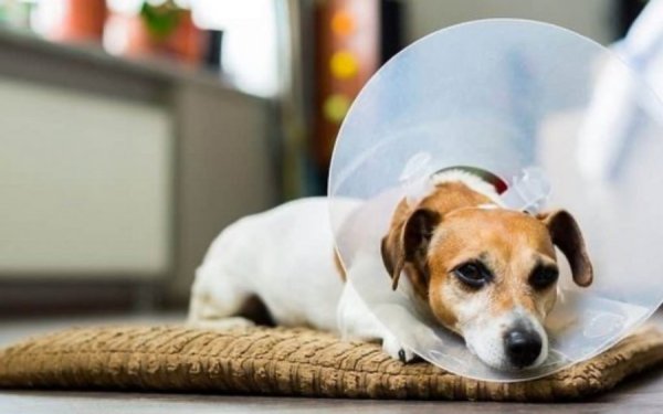 Ληξούρι: Δωρεάν στειρώσεις αδέσποτων και κάλεσμα σε εθελοντές από τον Δήμο