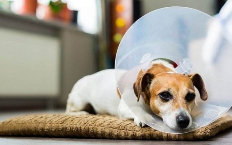 Ληξούρι: Δωρεάν στειρώσεις αδέσποτων και κάλεσμα σε εθελοντές από τον Δήμο