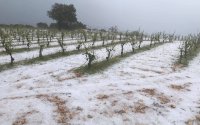 Τι απαντά ο Υπ. Αγροτικής Ανάπτυξης για την αποζημίωση των πληγέντων από την χαλαζόπτωση στην Κεφαλονιά