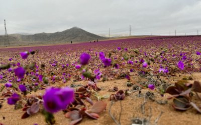 Οι βροχές έφεραν σπάνια ανθοφορία στο πιο άνυδρο σημείο του πλανήτη