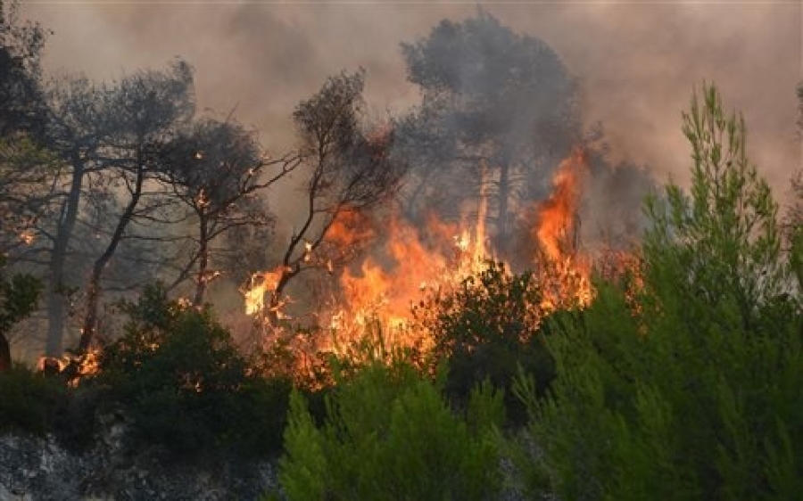 Αναδασωτέες όλες οι καμένες εκτάσεις, με εγκύκλιο που εξέδωσε ο Σ.Φάμελλος