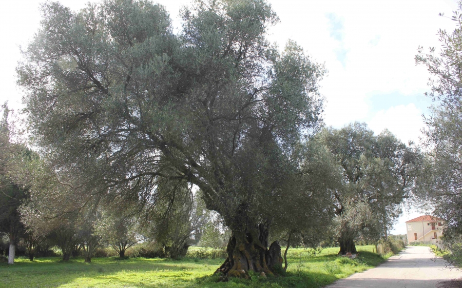 Φορέας Διαχείρισης Αίνου: Κάλεσμα πολιτών και φορέων για παροχή πληροφοριών με σκοπό την εύρεση υπεραιωνόβιων ελαιόδεντρων και ελαιώνων σε Κεφαλονιά και Ιθάκη