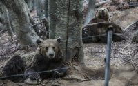 Κτηνωδία στην Καστοριά: Δολοφόνησαν αρκούδα και τα δυο της αρκουδάκια