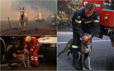 Φωτιά στη Βαρυμπόμπη – Τεράστια κινητοποίηση για τη διάσωση των ζώων (εικόνες)