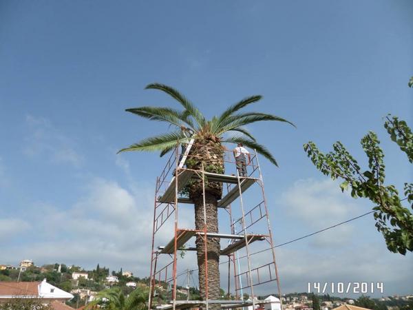 Ακόμη ένας φοίνικας επλήγη από το κόκκινο σκαθάρι