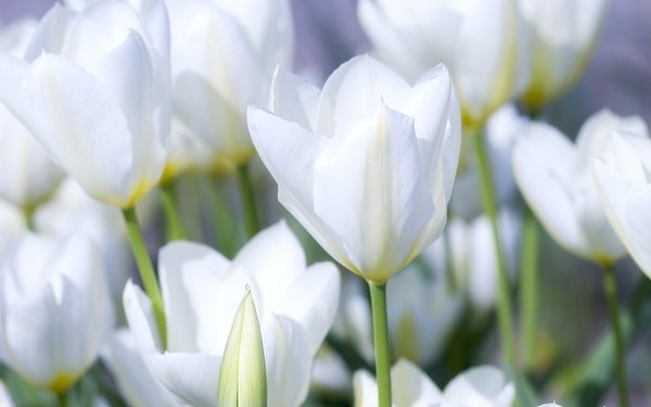 Συλλυπητήρια μηνύματα για την αιφνίδια "Φυγή" της Στεφανίας Βεργωτή