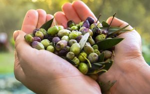 Εύα Φιλιππάτου: Mercosur: όταν η κυβέρνηση της ΝΔ υπέγραψε την εκτέλεση του ελληνικού πρωτογενή τομέα