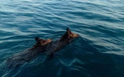 Ψάρευαν συναγρίδες στο Ιόνιο και συναντήθηκαν μεσοπέλαγα με αγριογούρουνα (VIDEO)