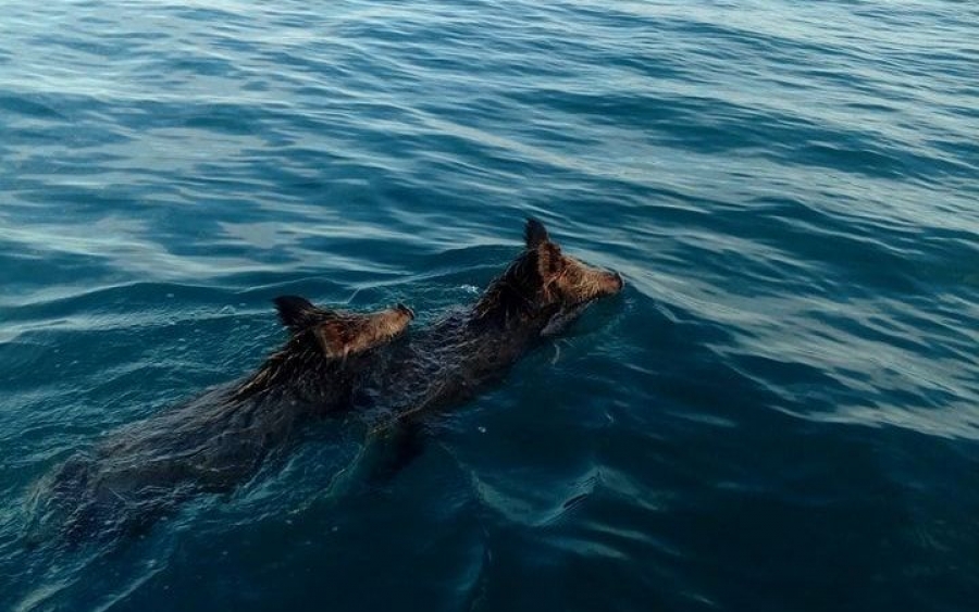 Ψάρευαν συναγρίδες στο Ιόνιο και συναντήθηκαν μεσοπέλαγα με αγριογούρουνα (VIDEO)