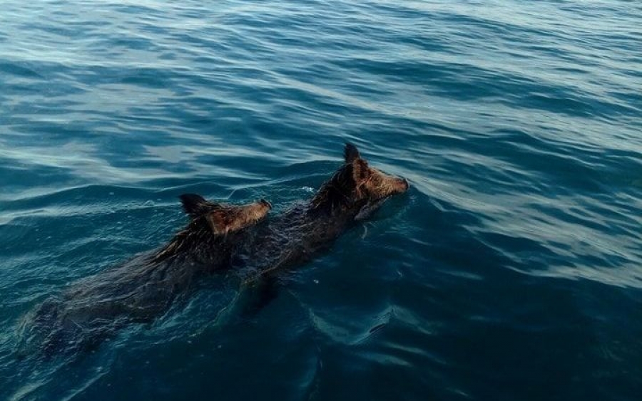 Ψάρευαν συναγρίδες στο Ιόνιο και συναντήθηκαν μεσοπέλαγα με αγριογούρουνα (VIDEO)