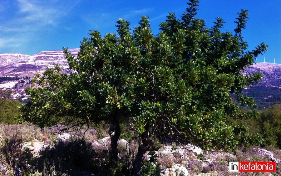 Κουτσουπιά, το πολύτιμο δέντρο της Μεσογείου που ευημερεί και στην Κεφαλονιά! (εικόνες)