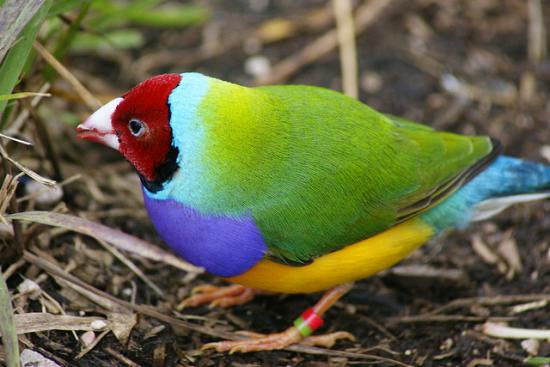 Gouldian, ένα πουλί… ουράνιο τόξο