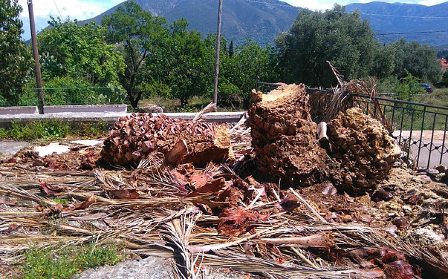 Επισήμανση προς τη Διεύθυνση Περιβάλλοντος &amp; Πρασίνου για την Πλατεία και το Κοινοτικό Γραφείο Πουλάτων