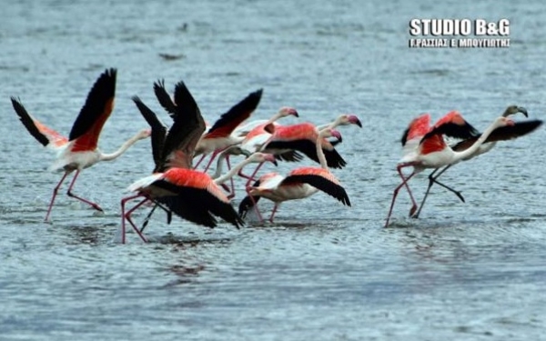 Οι ισχυροί άνεμοι καθήλωσαν και τα πουλιά - 30 φλαμίνγκο βρήκαν καταφύγιο στο Ναύπλιο