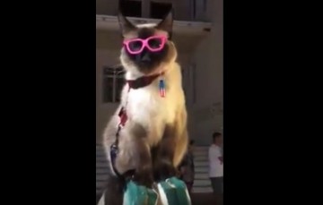 Μια Ιταλίδα γάτα αξιοθέατο στο Λιθόστρωτο (βίντεο)