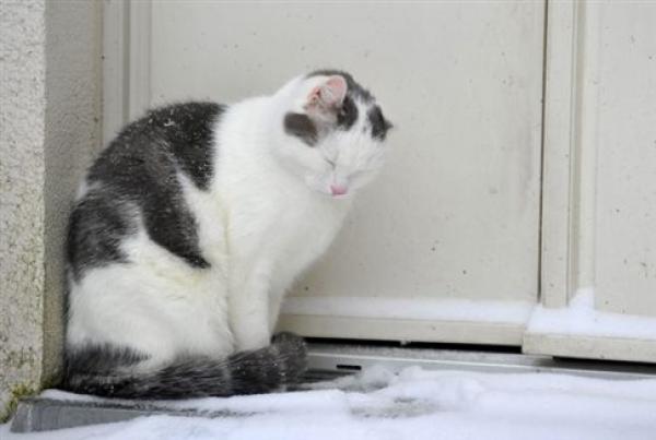 Γάτα έσωσε εγκαταλελειμμένο βρέφος στη Ρωσία - Το ζέστανε με το σώμα της
