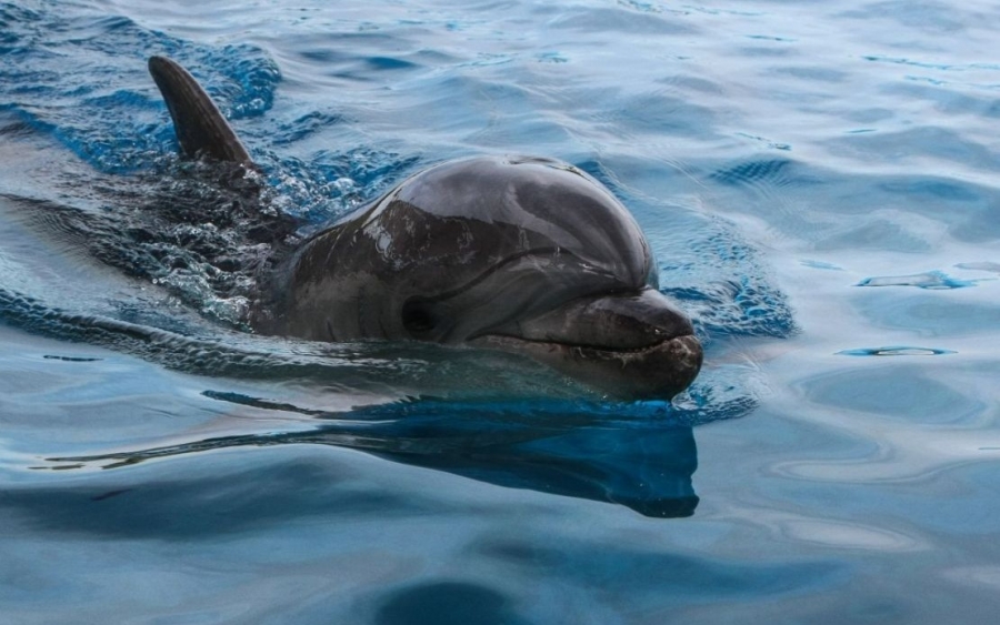 Νεκρό δελφίνι εντοπίστηκε στην παραλία της Κουνόπετρας