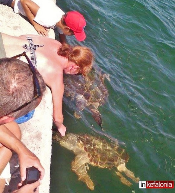 Αργοστόλι: Ατραξιόν και σήμερα για τους τουρίστες οι θαλάσσιες χελώνες!