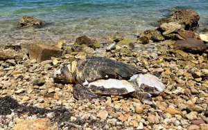 Wildlife Sence: Η ιστορία της Τσέσκα, της θαλάσσιας χελώνας που σκοτώθηκε από σκάφος στο Αργοστόλι