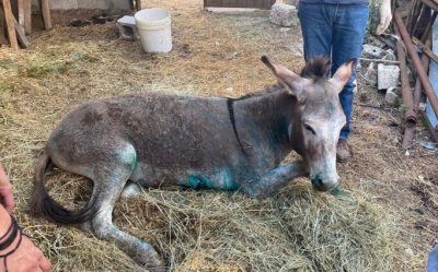 Επτανησιακή Πρωτοβουλία - Αλ. Αλεξάκης: "Το γαϊδουράκι..."