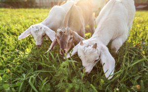 Τι απαντά το υπουργείο σε ερώτηση του ΚΚΕ για τις δυσκολίες στη σφαγή των αιγοπροβάτων στην ΠΕ Κεφαλονιάς - Ιθάκης