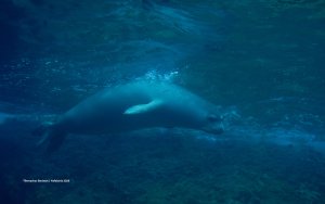 Προστασία των θαλάσσιων ειδών των νησιών μας, με αφορμή την Παγκόσμια Ημέρα των Ζώων