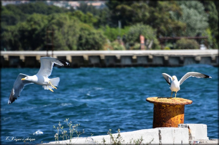 Το πέταγμα του Γλάρου... στο Λιμάνι του Αργοστολίου