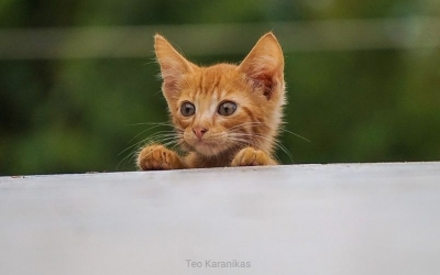 Οι δικές σας Κεφαλονίτικες φωτογραφίες στο Instagram - #inkefaloniagr