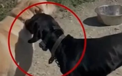 Ηράκλειο: Συνελήφθη ο άνδρας που βασάνιζε με ηλεκτροσόκ τον σκύλο του